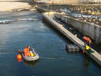 Entnahme von Fischen aus dem Hamen in Kraftwerksauslauf beim Kraftwerk Baierbrunn